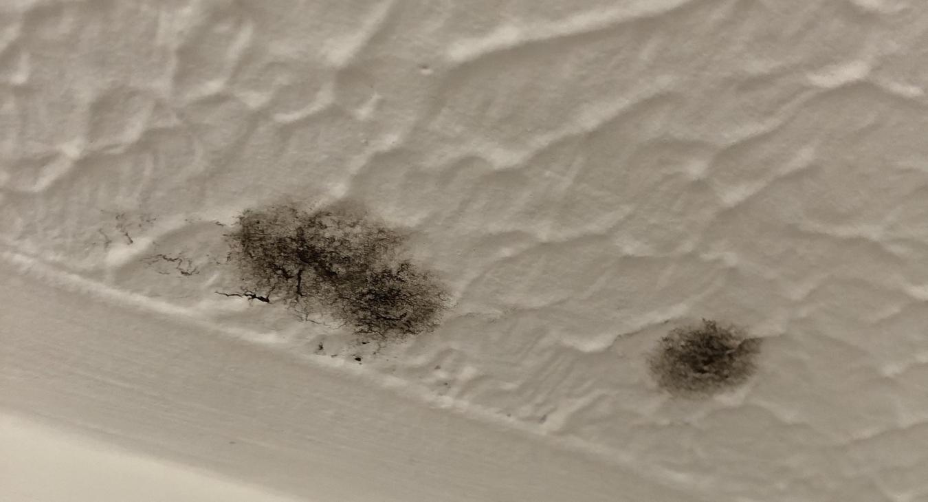 black mould in a property in Chatham, Kent