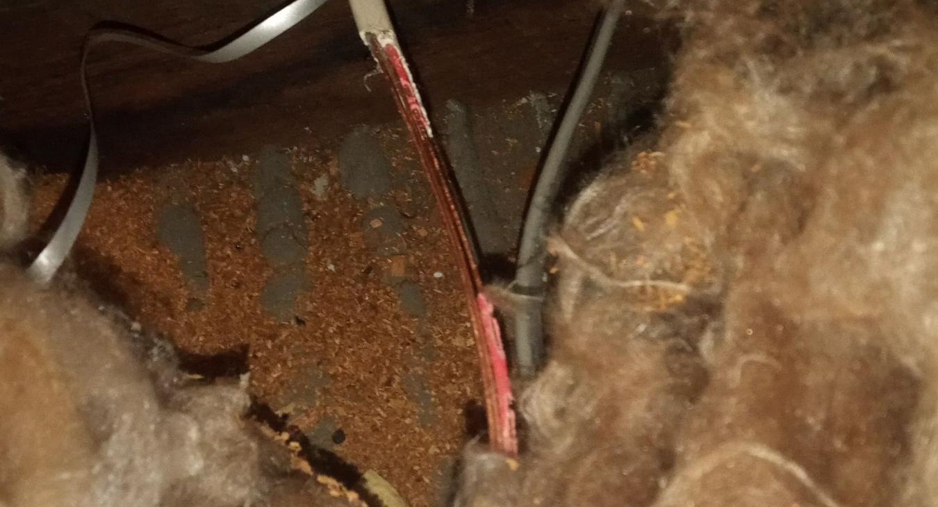 Kent Property Tripping Electrics Fixed - Maidstone Electrician Resolves Chewed Cables in Loft!
